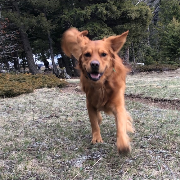 Meet your Posher, Kyra - Picture 1 of 1